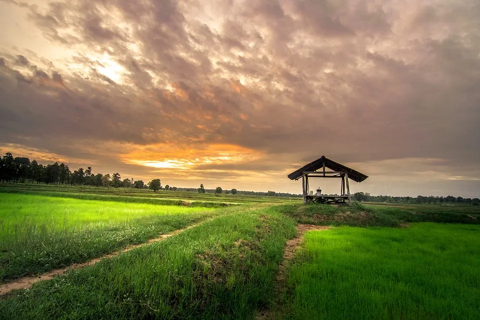 A house in the middle of a rice field