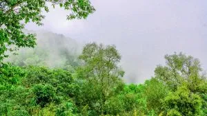 Smoke haze on a forest in Thailand