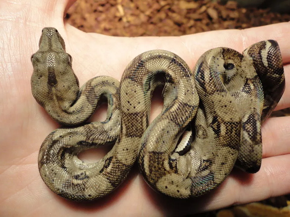 Boa Constrictor in Thailand