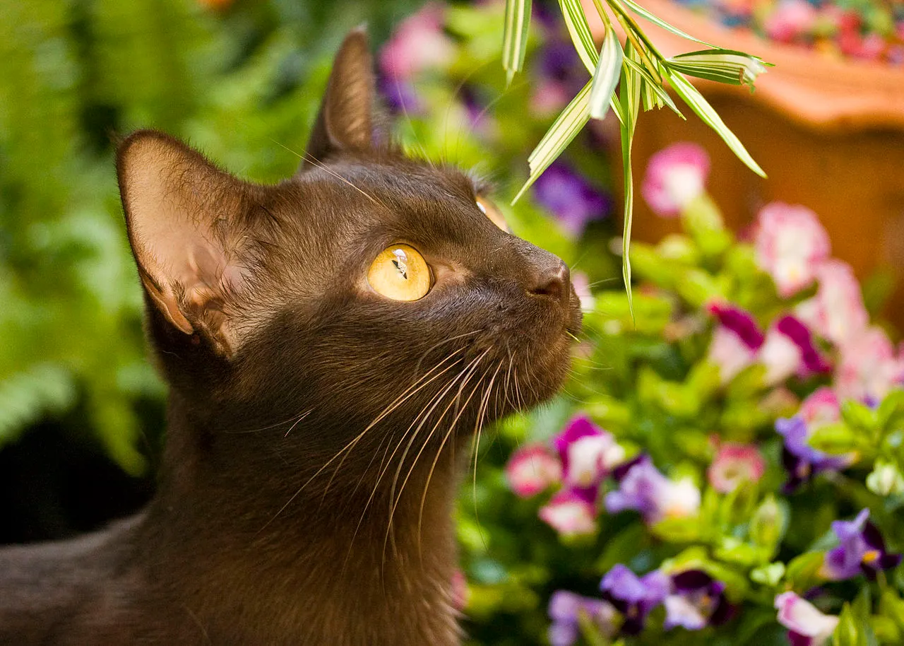 Suphalak cat in Thailand.