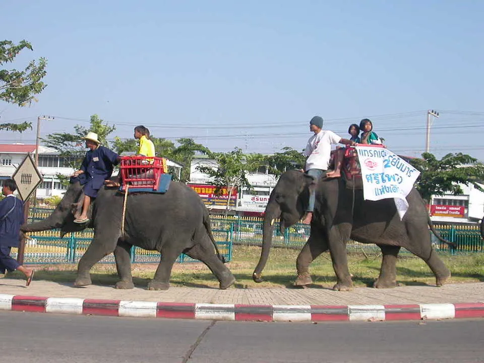 Elephants in Surin, Thailand