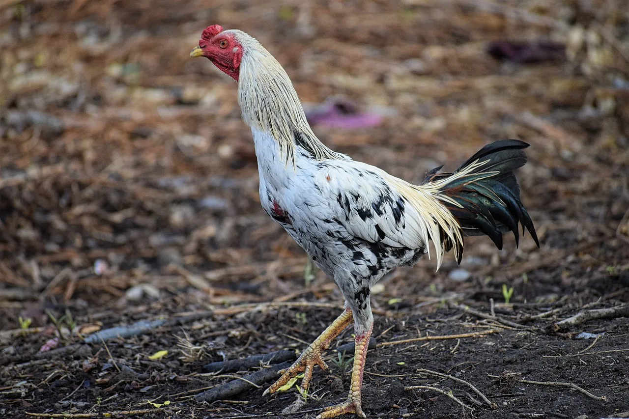 A white Thai Game chicken in Tak Province, Thailand