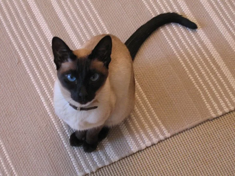 Korat cat in Thailand