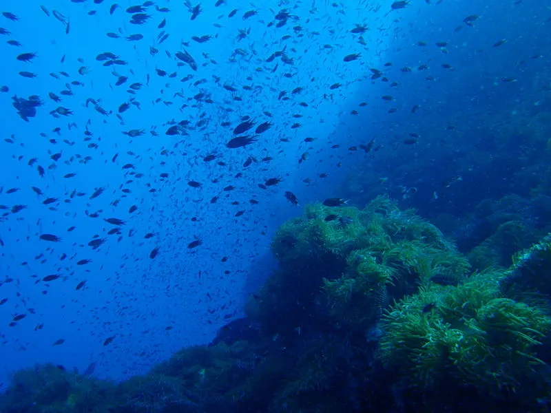 Southwest Pinnacle in Koh Tao