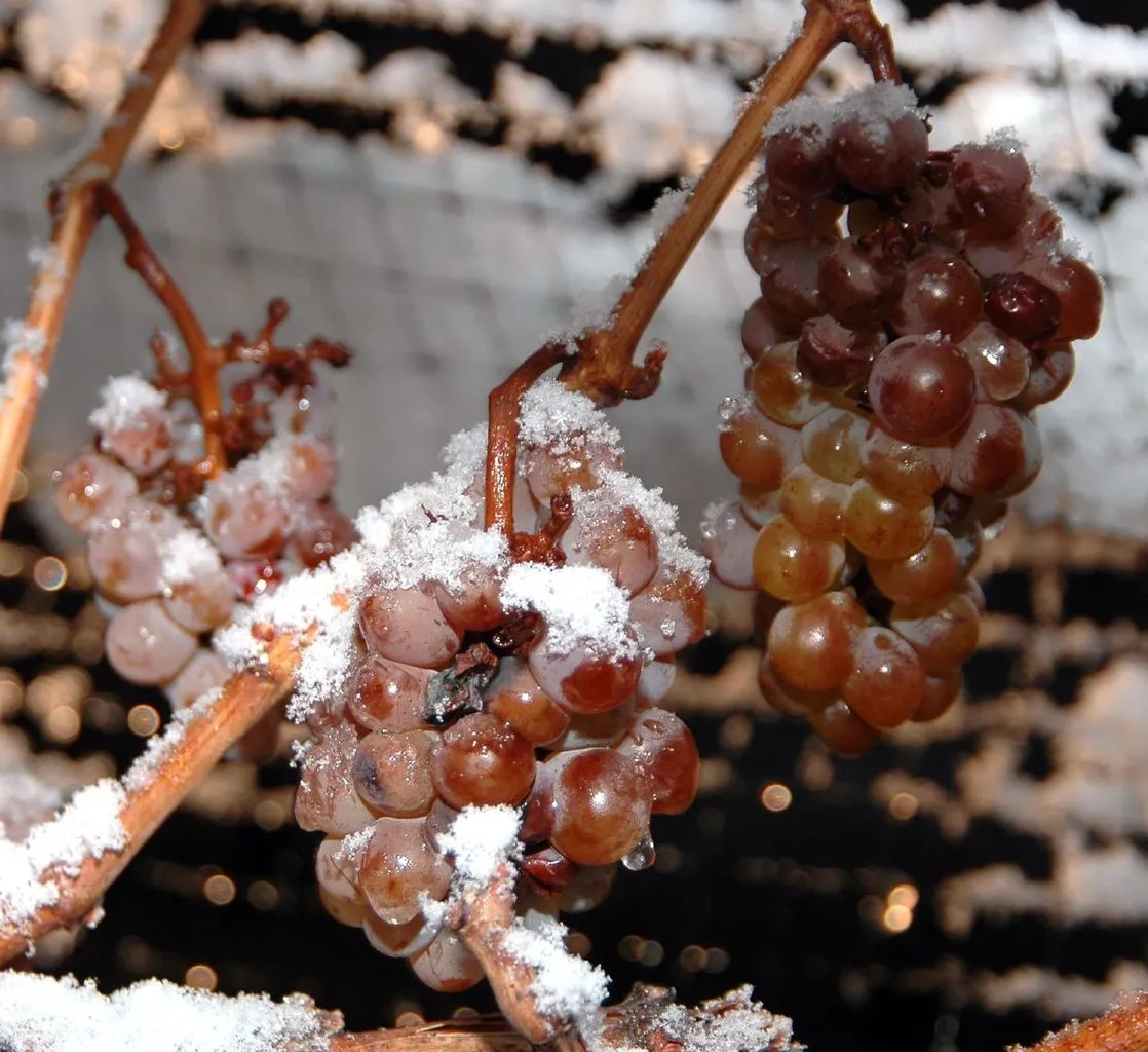 Ice wine grapes, frozen on the vine