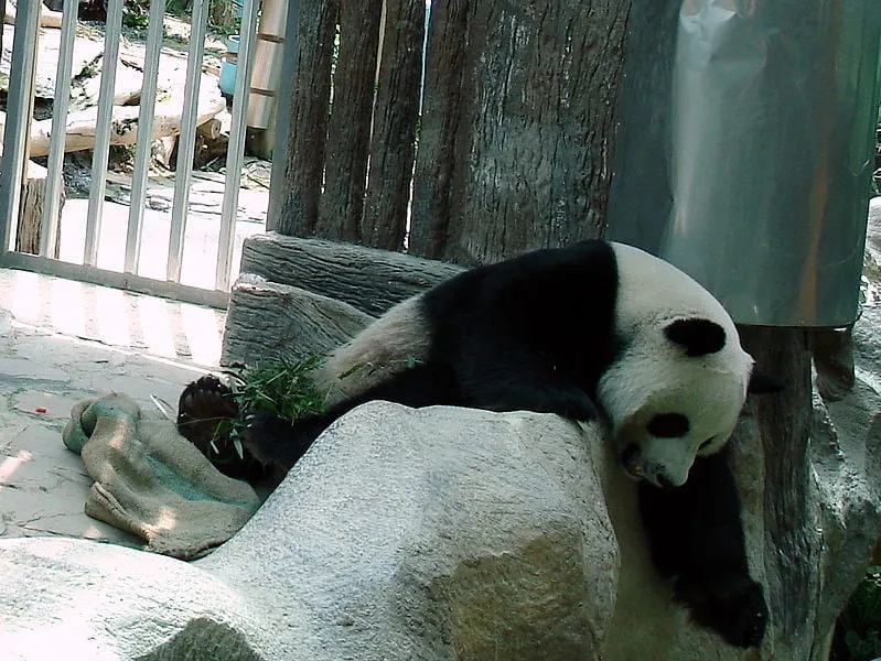 Lin Hui Panda at Chiang Mai Zoo.