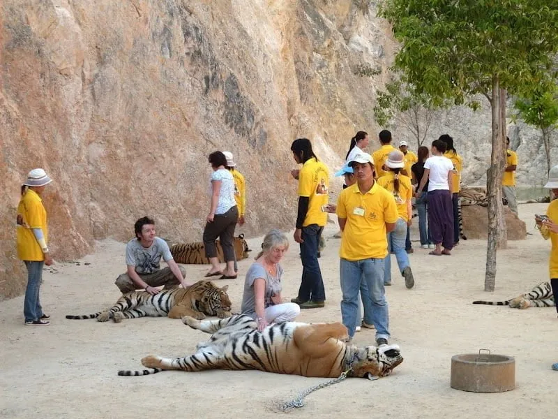 Tigers at Tiger Temple in Kanchanaburi