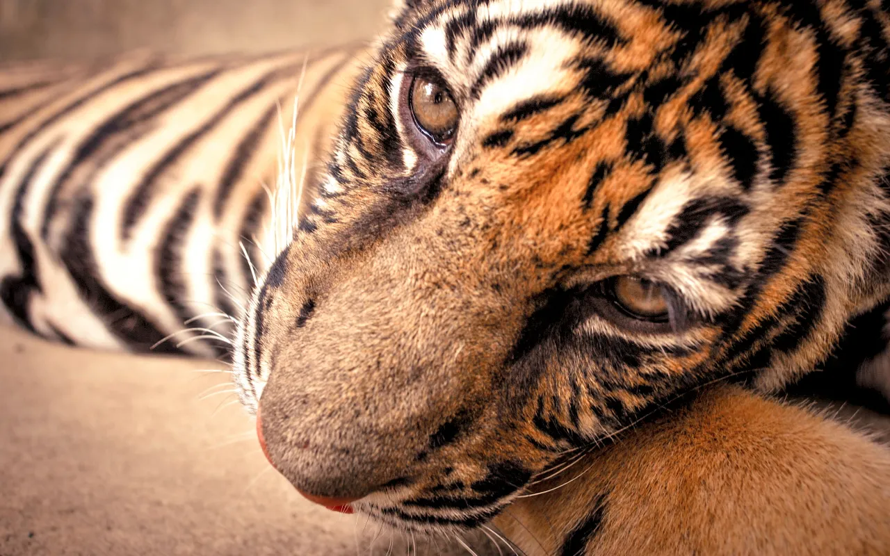 Tiger at a zoo in Thailand