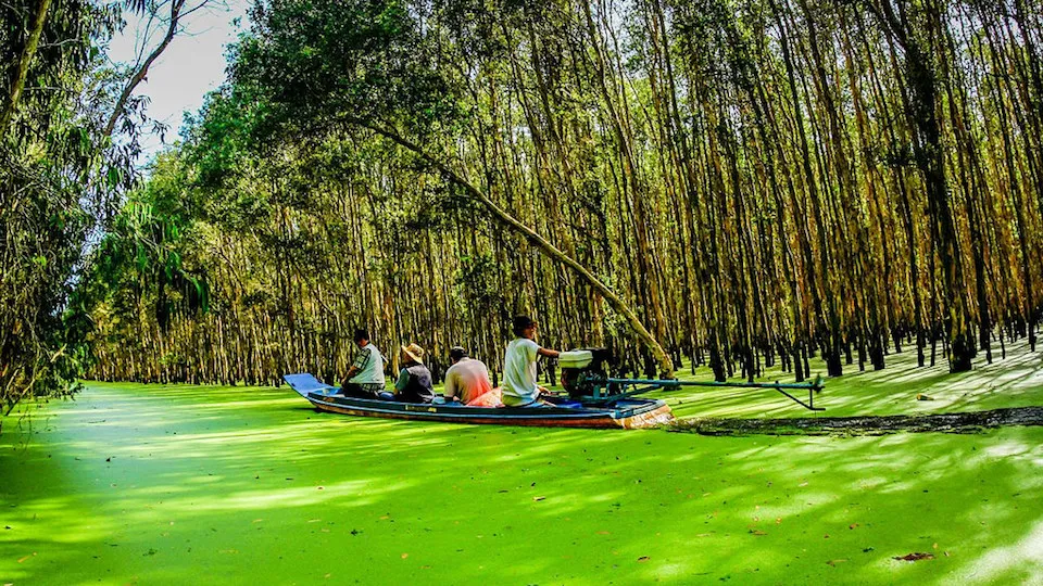 Rung-tram-Tra-su, Vietnam