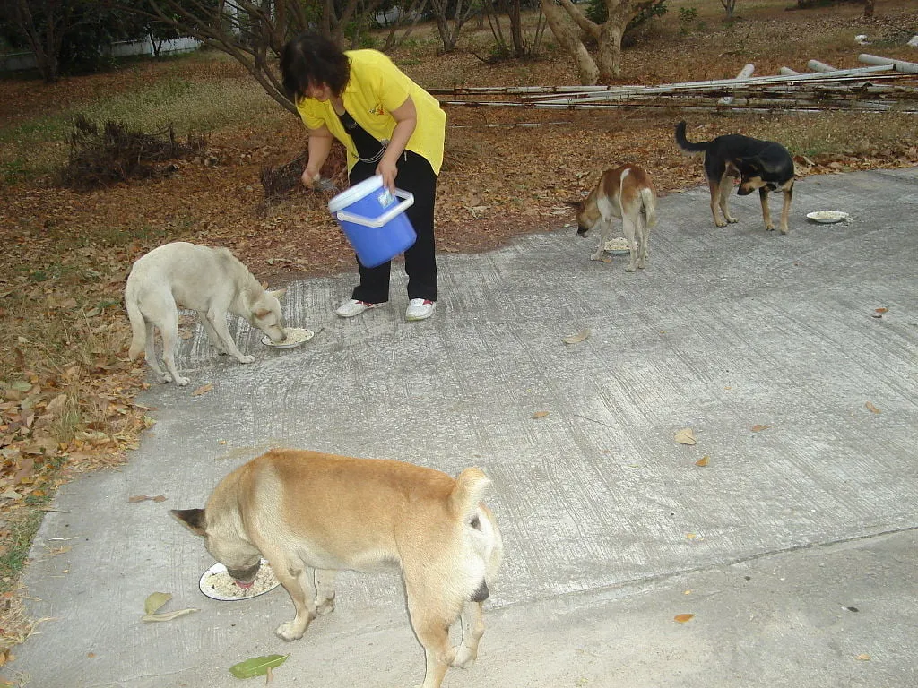 Feeding dogs in Thailand