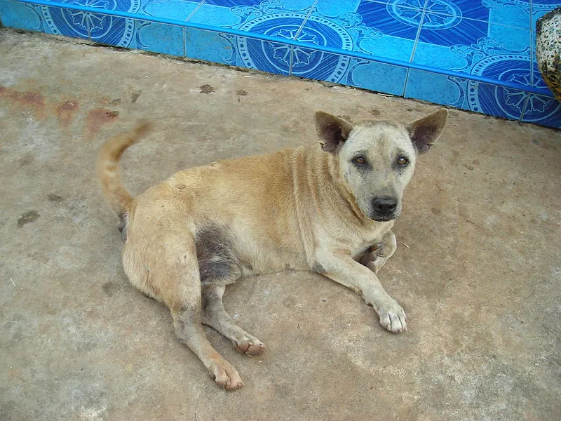 Mixed dog breed in Thailand