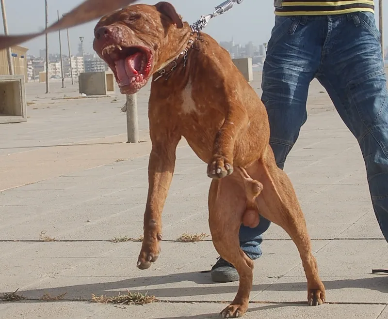 Pit Bull