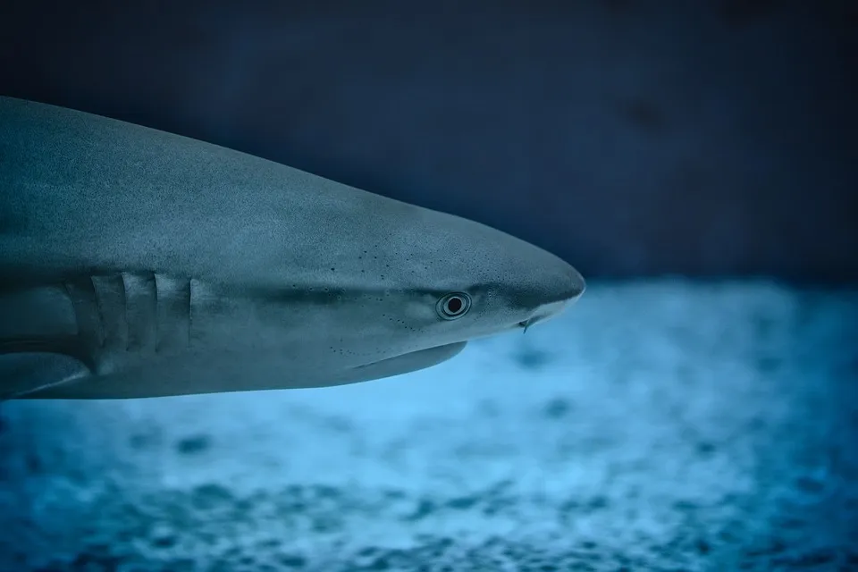 great white shark