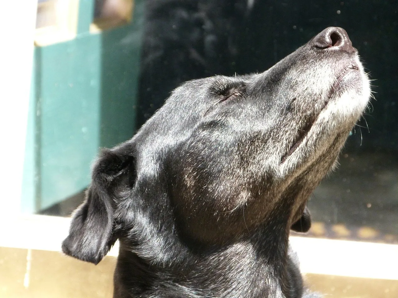 Sniffer dog