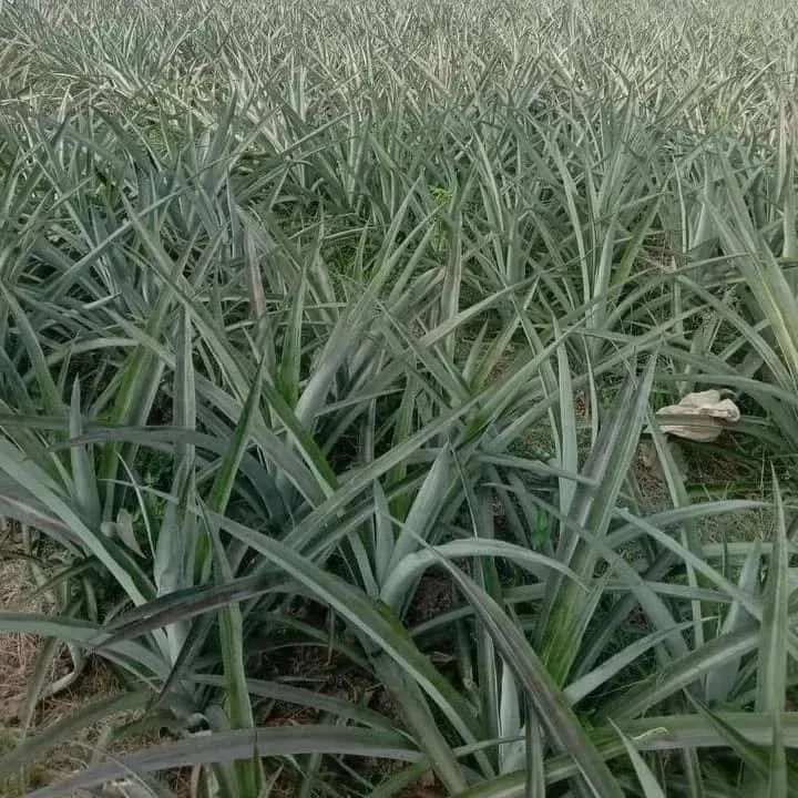 Pineapple leaf