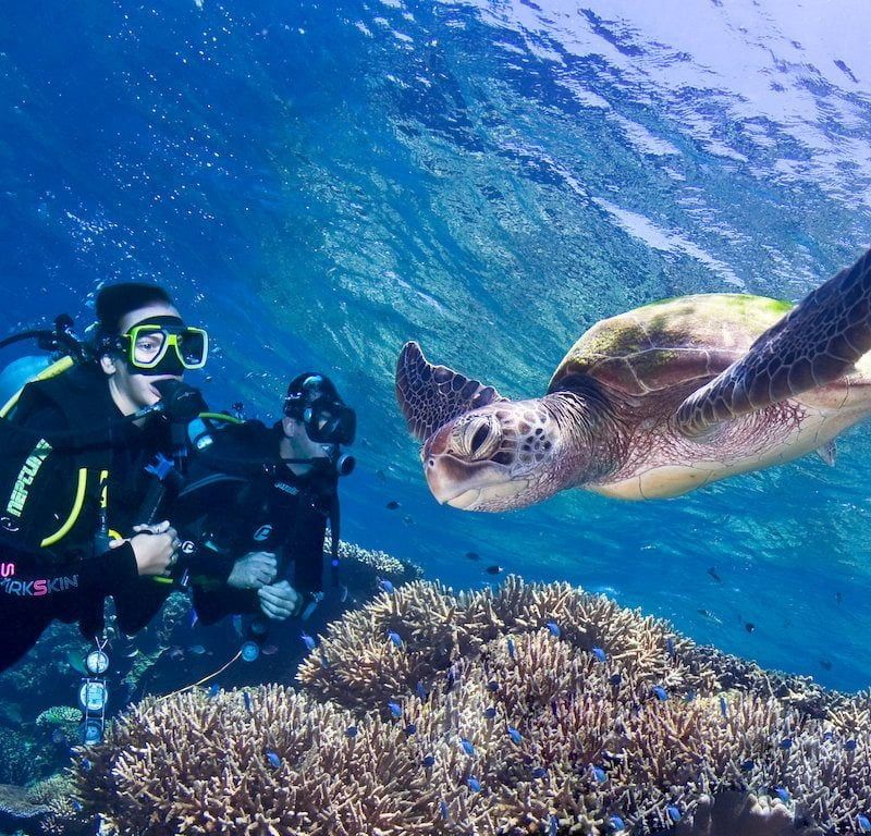 turtle.43.t