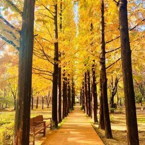 8 Days 6 Nights Enchanting Seoul + Jeju Island 魅力首尔 + 济州岛之旅