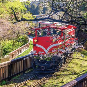 7 Days 6 Nights Amazing Taiwan & Alishan 畅享台湾& 阿里山之美