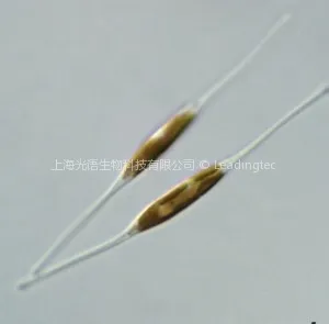 小新月菱形藻(Nitzschia closterium f.minutissima) 小新月菱形藻(Nitzschia closterium f.minutissima)