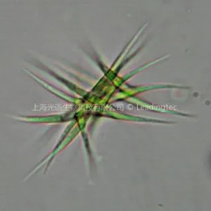 Ankistrodesmus