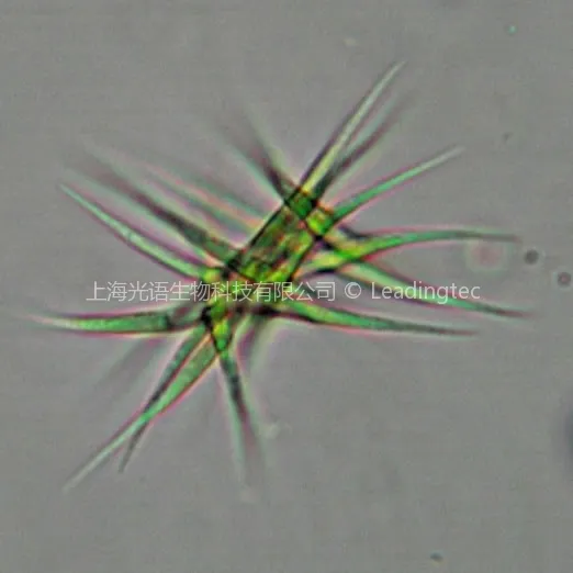 Ankistrodesmus