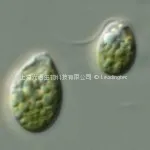 杜氏盐藻(Dunaliella salina)