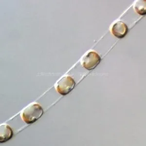 Skeletonema costatum中肋骨条藻