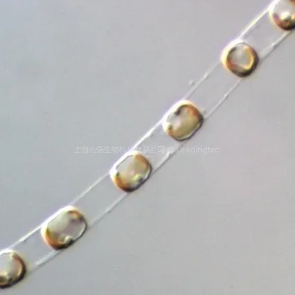 Skeletonema costatum中肋骨条藻