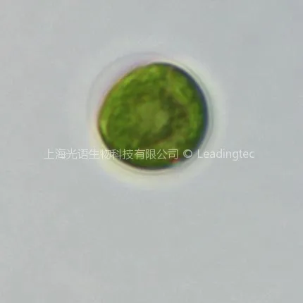 莱茵衣藻(GY-D55 Chlamydomonas reinhardtii) - 图片 4