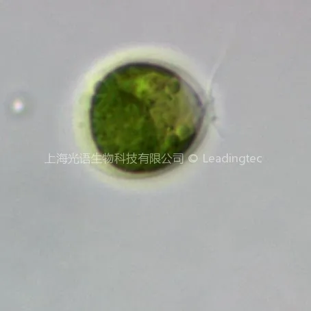 莱茵衣藻(GY-D55 Chlamydomonas reinhardtii) - 图片 5