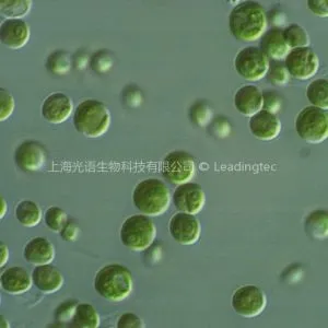 淡水小球藻(GY-D19 Chlorella sp.)