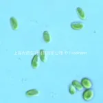Chlorella ellipsoidea1