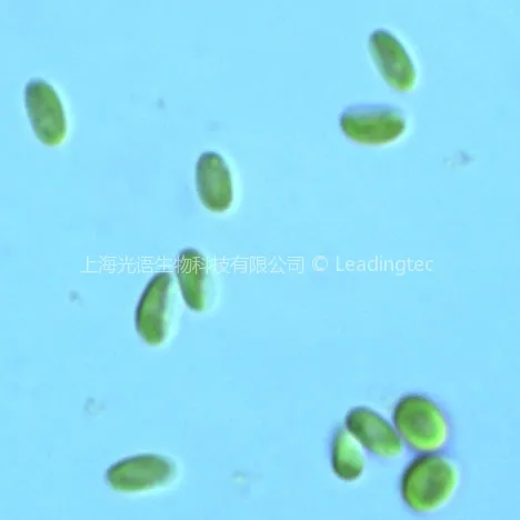 椭圆小球藻(GY-D20 Chlorella ellipsoidea)