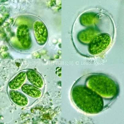 卵囊藻(GY-D5 Oocystis sp)