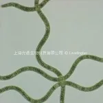 Spirulina platensis1