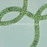 Spirulina platensis3