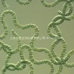 Spirulina platensis4