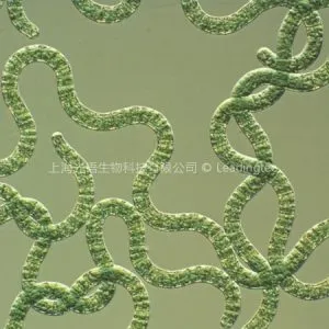 螺旋藻(GY-D18 Spirulina sp.)