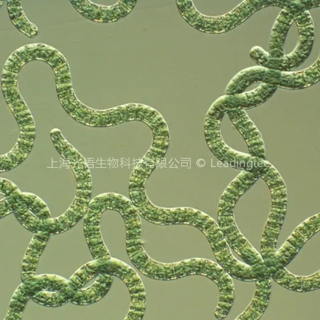 螺旋藻(GY-D18 Spirulina sp.)