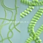 Spirulina platensis5