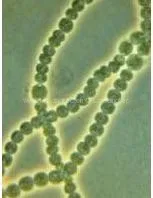 W020121030419070904351