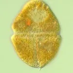 血红哈卡藻/红色裸甲藻 Akashiwo sanguinea