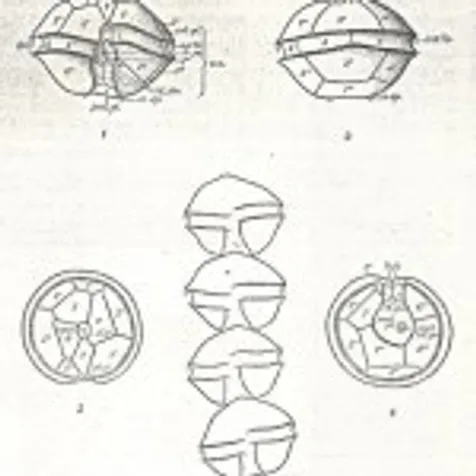 链状亚历山大藻 (GY-H25 Alexandrium catenella)