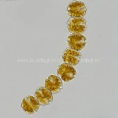 链状亚历山大藻 (GY-H25 Alexandrium catenella)