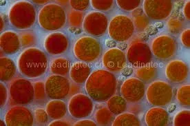 微藻“保安”,把药物护送到血液