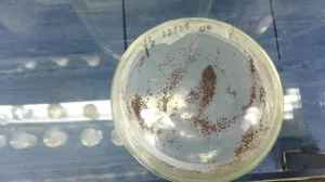 雨生红球藻催熟后的状态