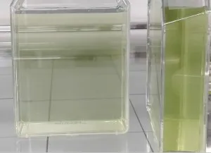 正常培养的雨生红球藻