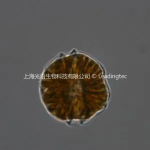 Alexandrium tamarense-100x