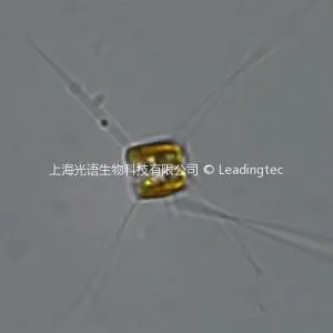 Chaetoceros curvisetus Cleve-100x-2