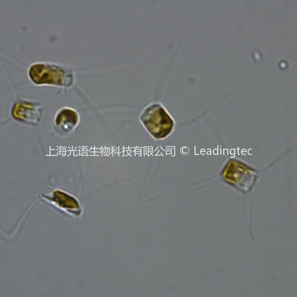 旋链角毛藻( GY-H28 Chaetoceros curvisetus Cleve 1889)